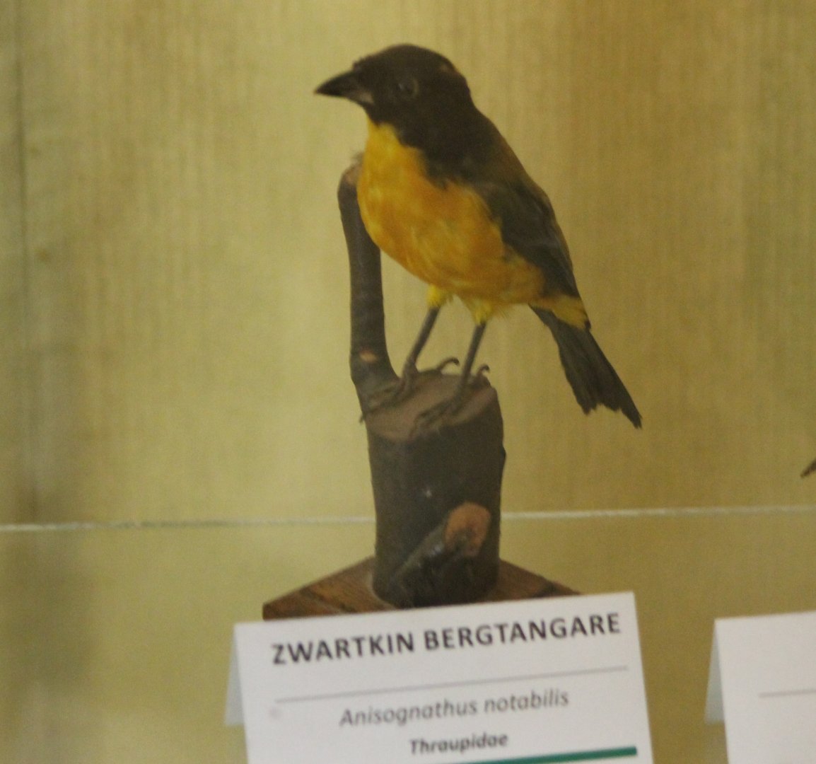 Bird-museum - Black-chinned mountain-tanager