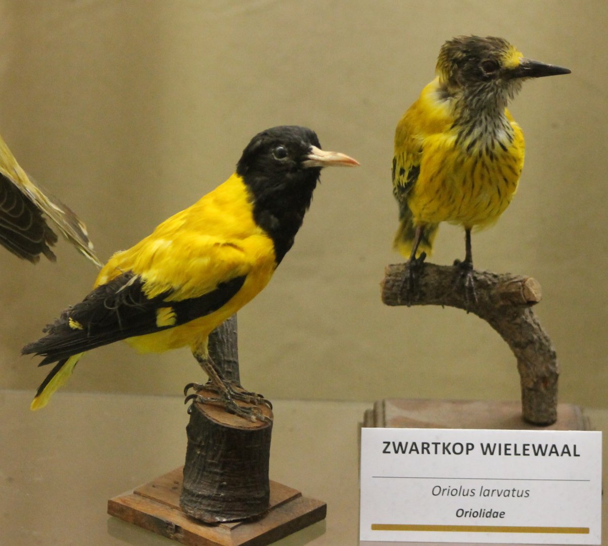 Bird-museum - Black-headed orioles