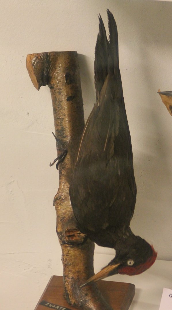 Bird Museum - Black woodpecker