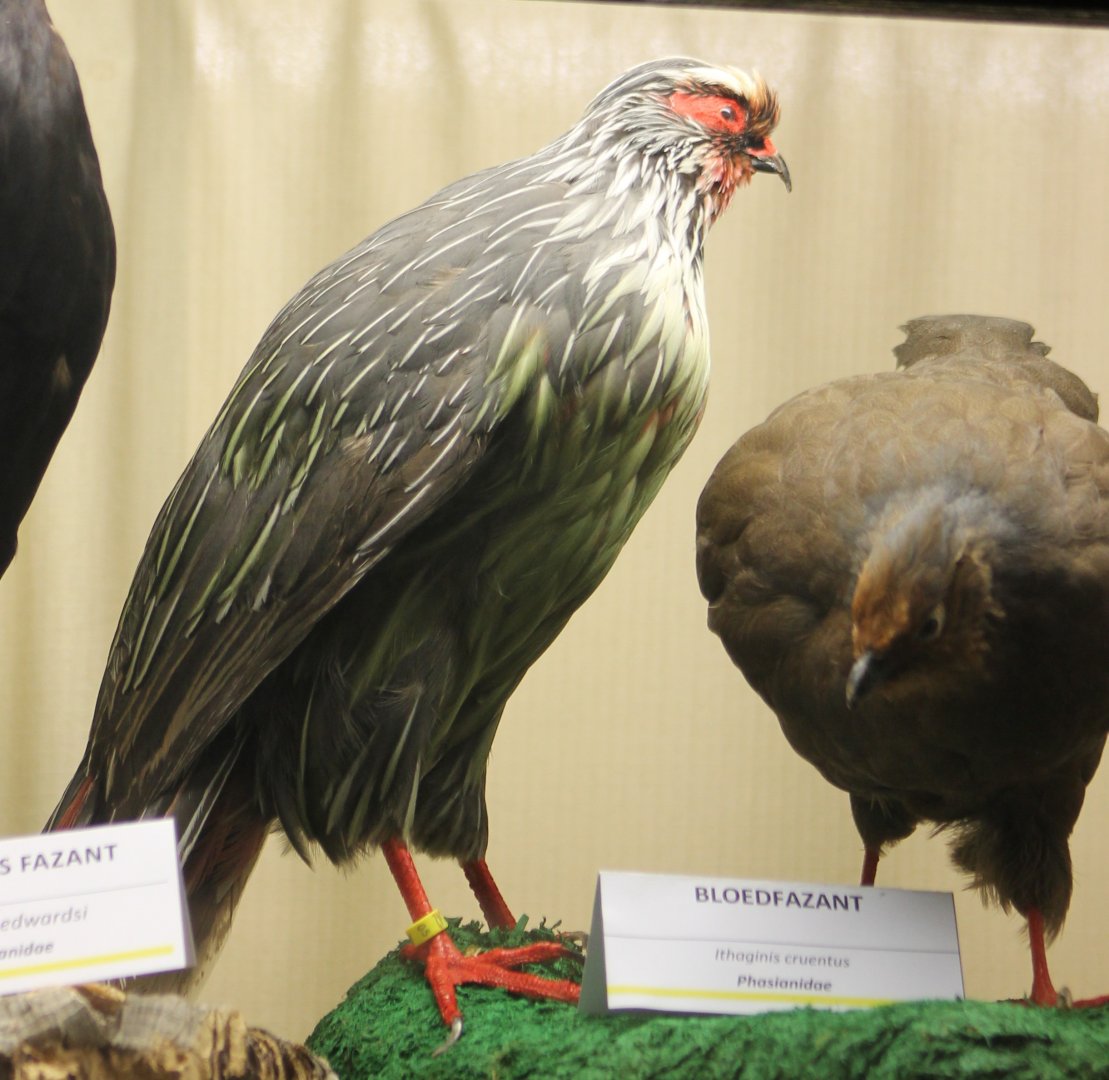 Bird museum - Blood pheasants
