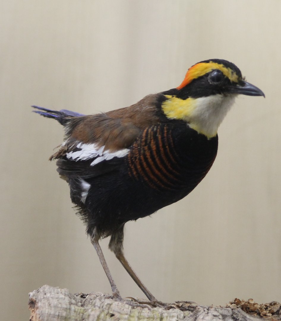 Bird-museum - Blue-tailed pitta