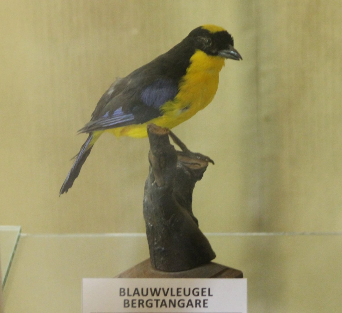 Bird-museum - Blue-winged mountain-tanager