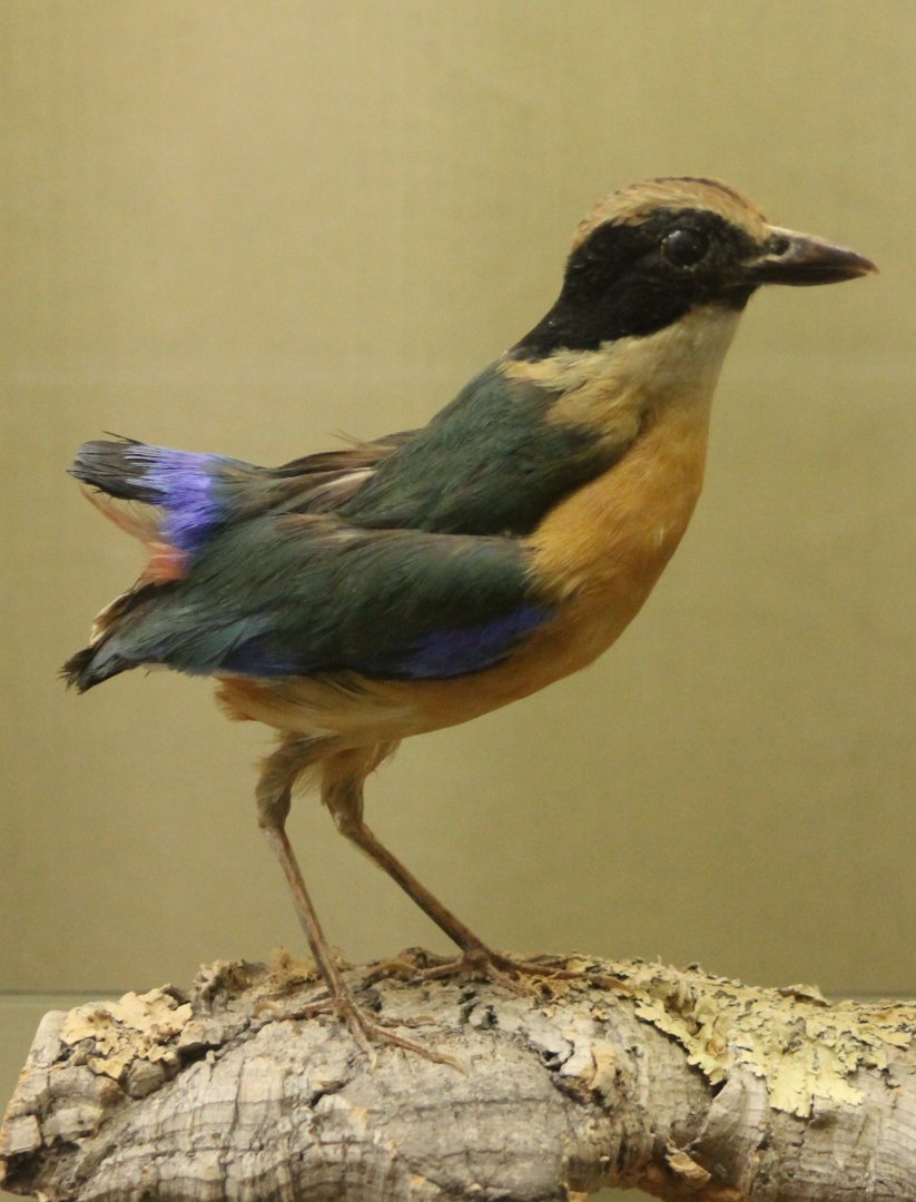 Bird-museum - Blue-winged pitta
