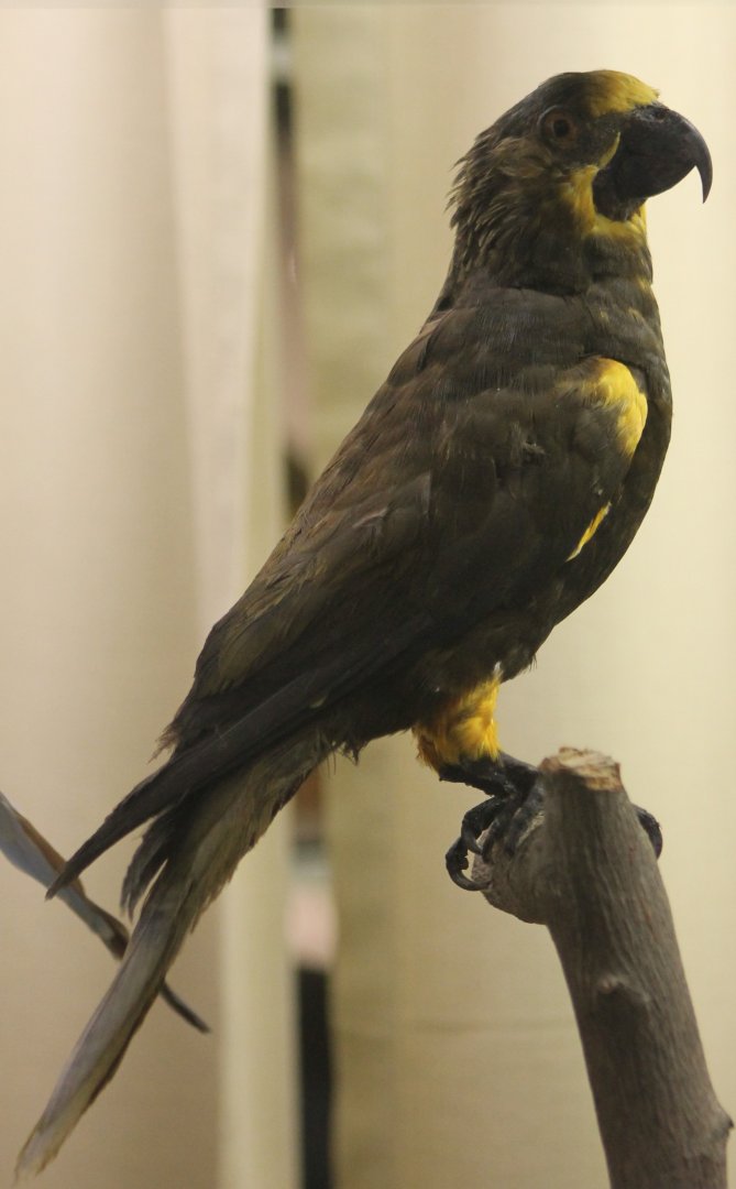 Bird museum - Brown lory