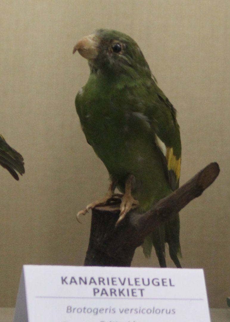 Bird museum -  Canary-winged Parakeet
