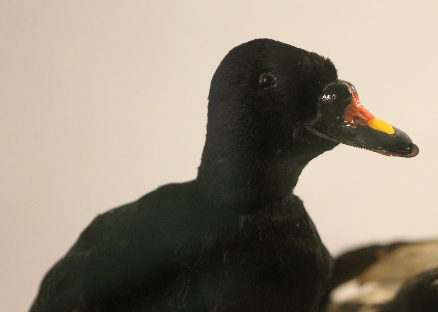 Bird-museum - Common scoter