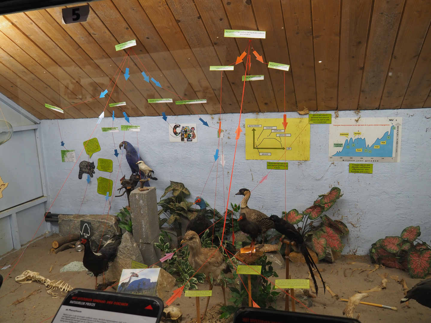 Bird Museum - Confusing display on endangerment and extinction, 2019-08-04