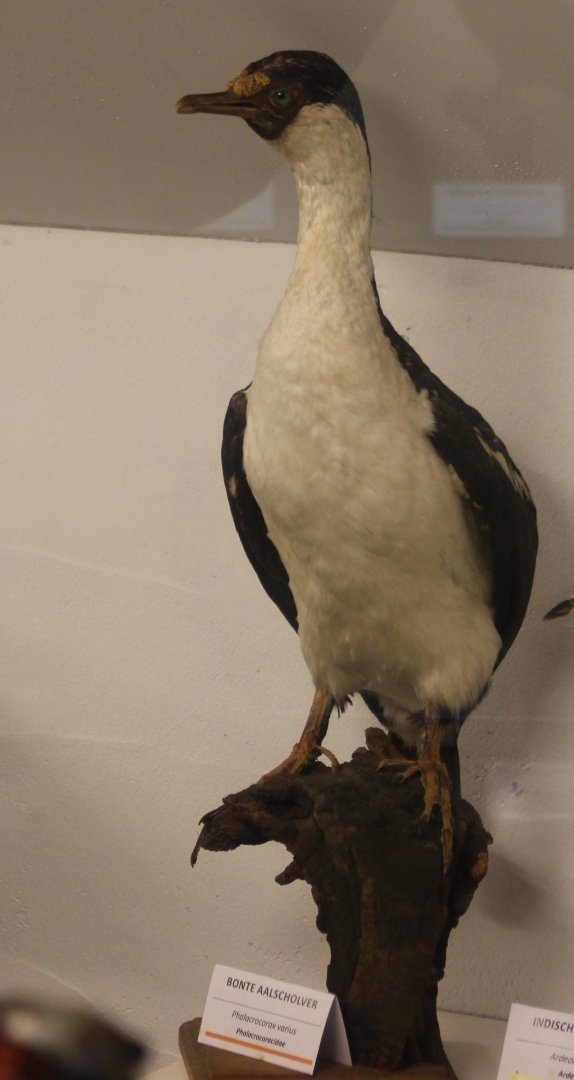 Bird Museum - ....  cormorant