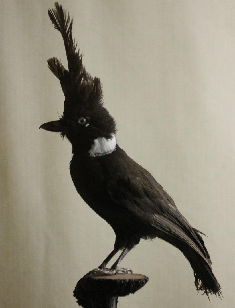 Bird-museum - Crested jay