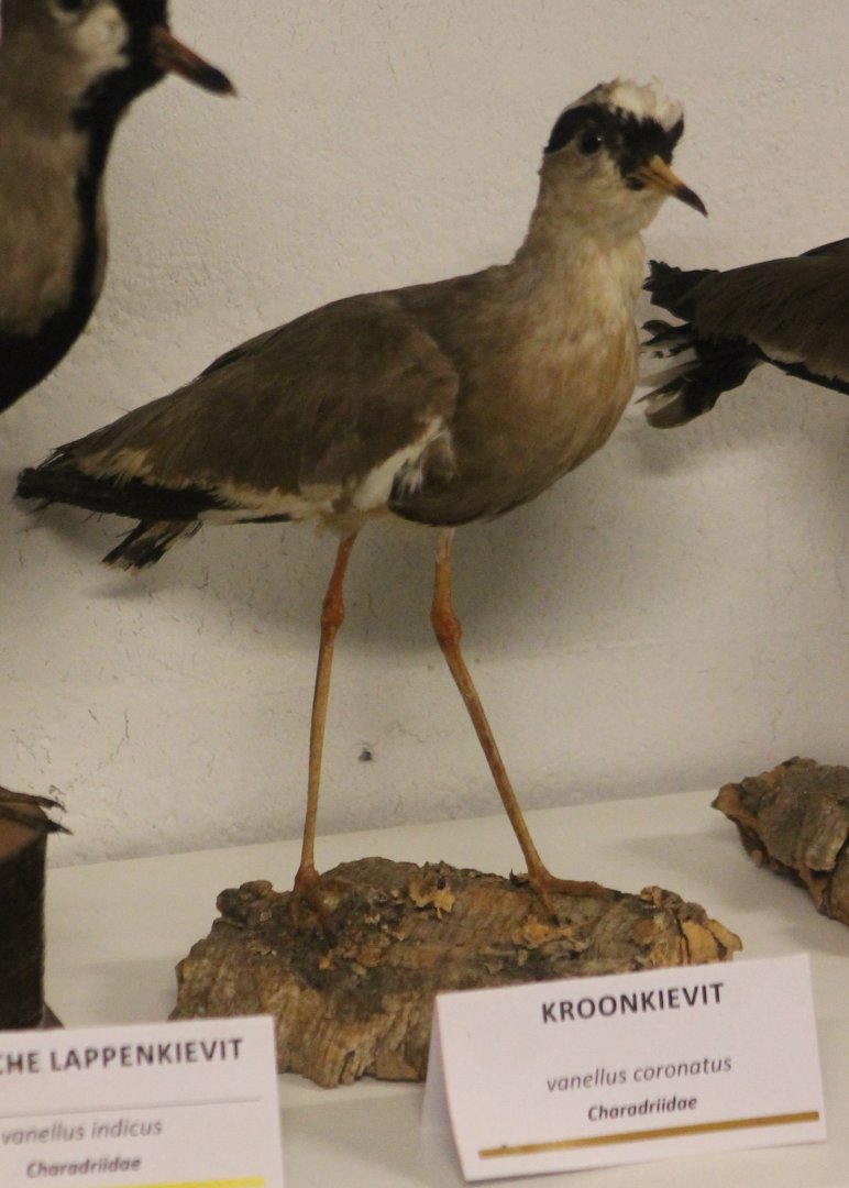 Bird-museum - Crowned lapwing