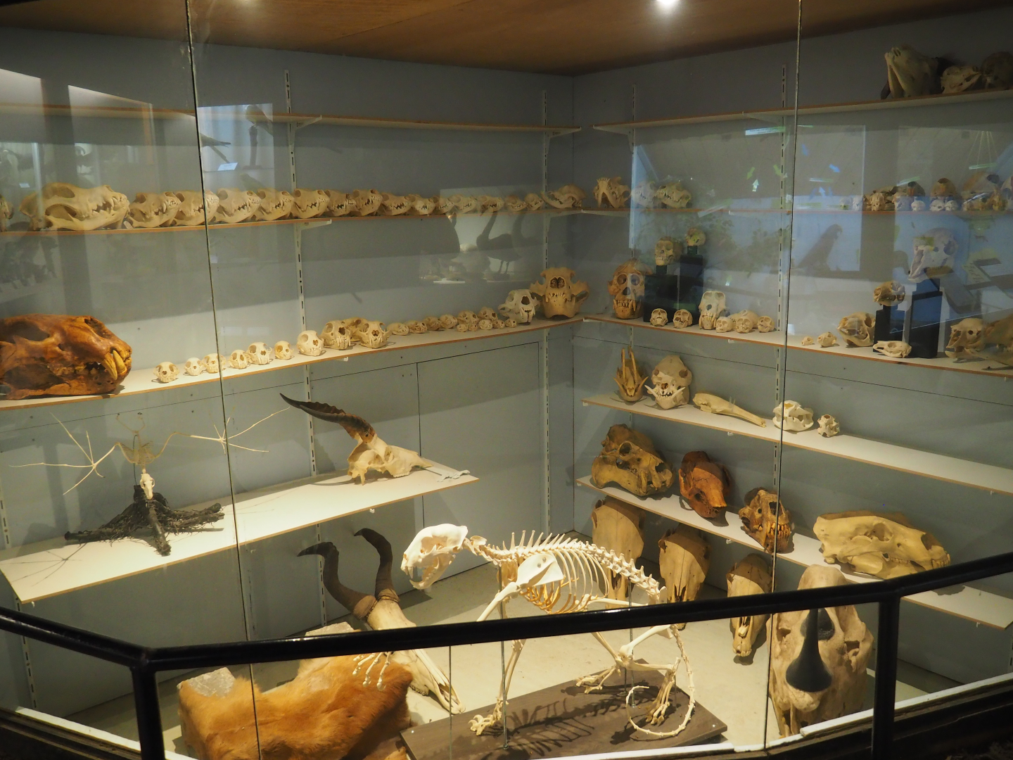 Bird Museum - Display room with mammal skulls and skeletons, 2019-08-04