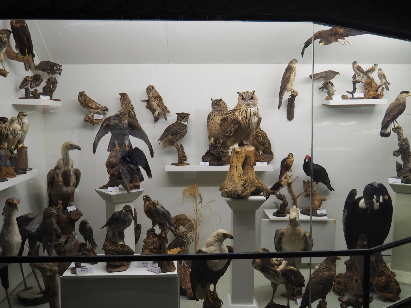 Bird Museum - Display room with raptor and owl taxidermy specimens, 2019-08-04