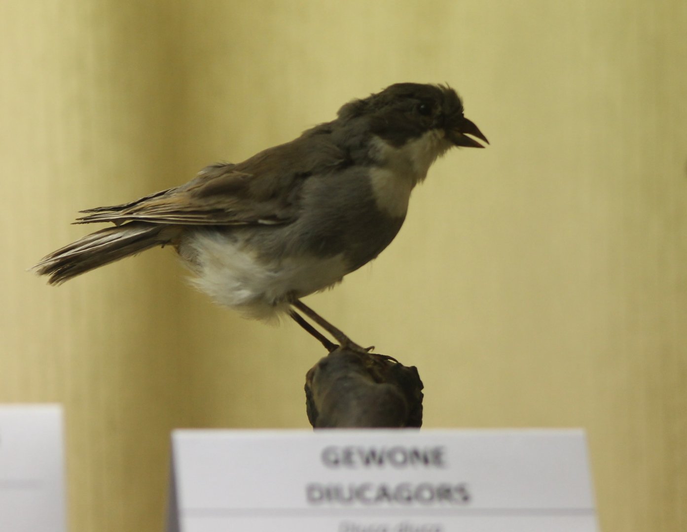 Bird Museum - Diuca-finch
