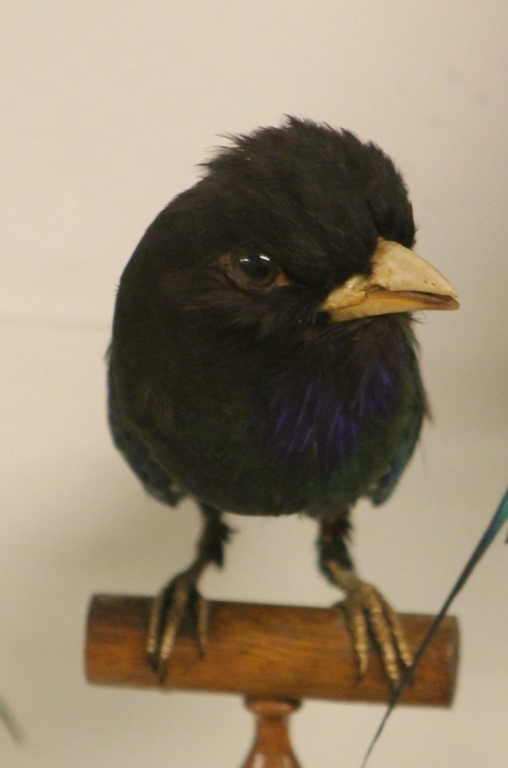 Bird Museum - Dollarbird