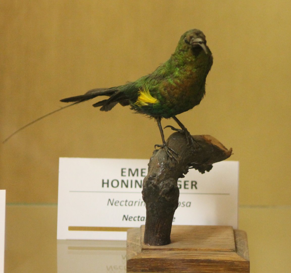 Bird museum - Emerald Sunbird