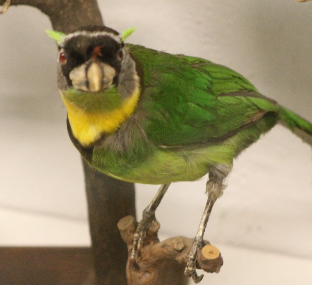Bird Museum - Fire-tuffted barbet