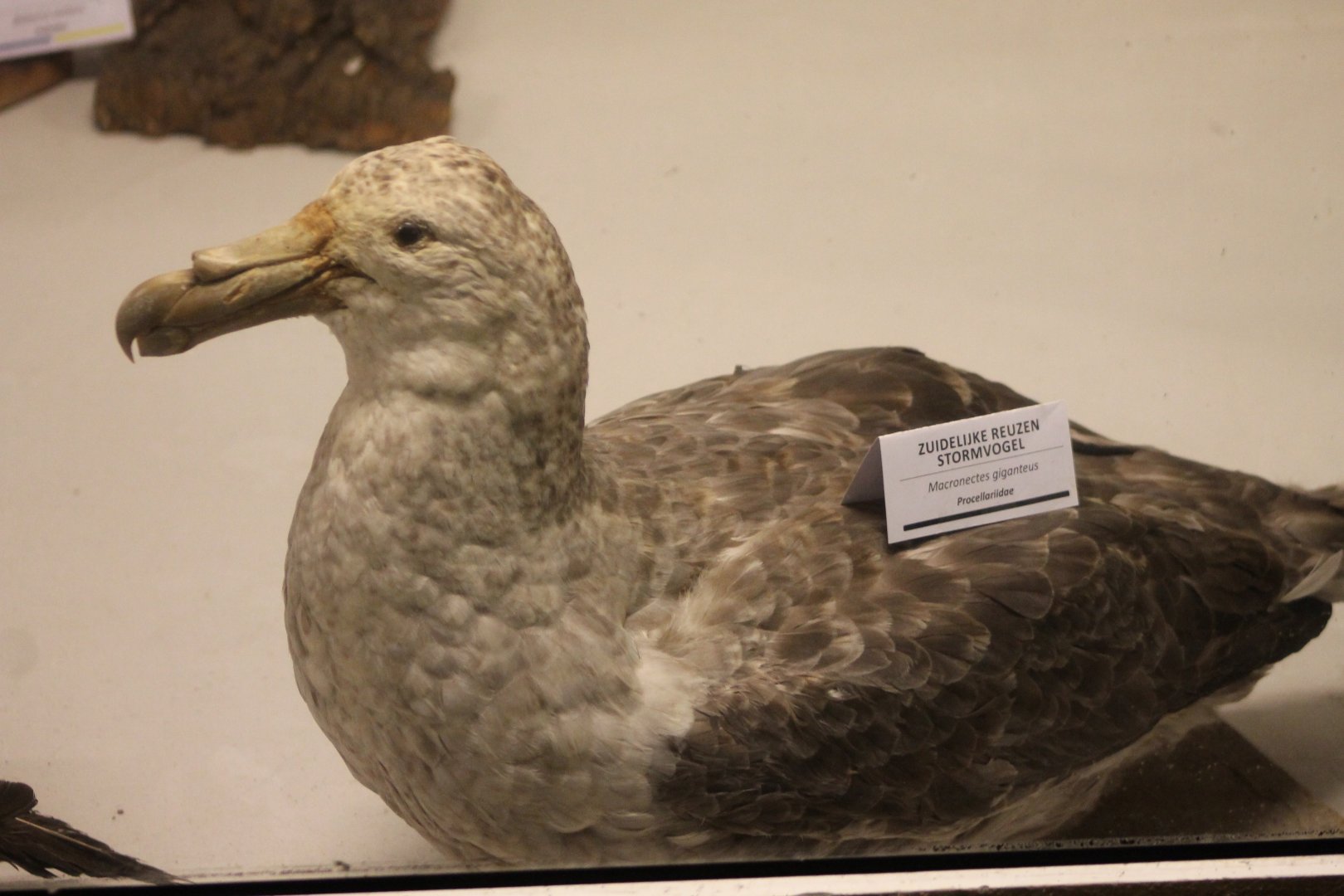 Bird Museum - Giant fulmar