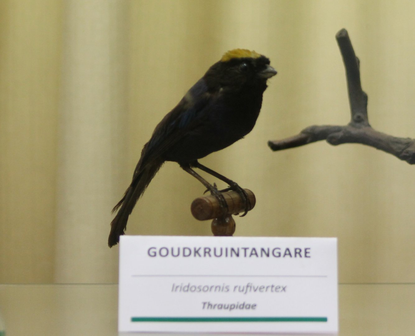 Bird Museum - Golden-crowned tanager