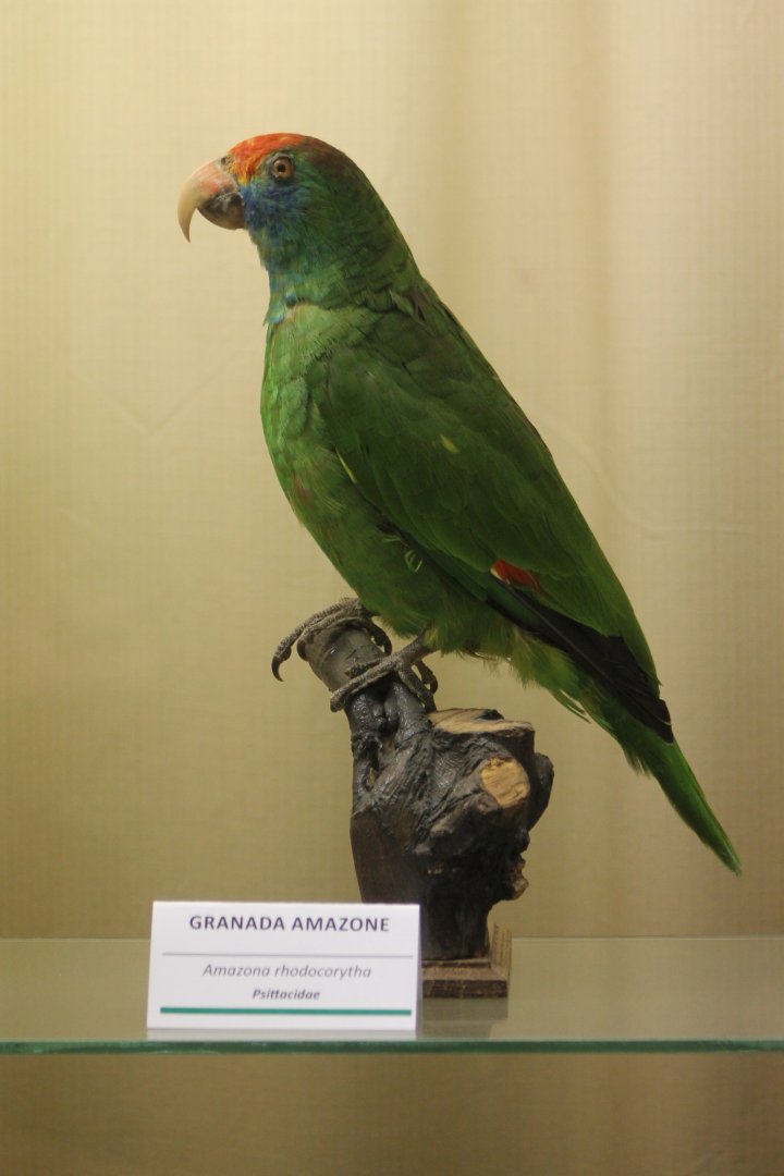 Bird museum - Granada amazon