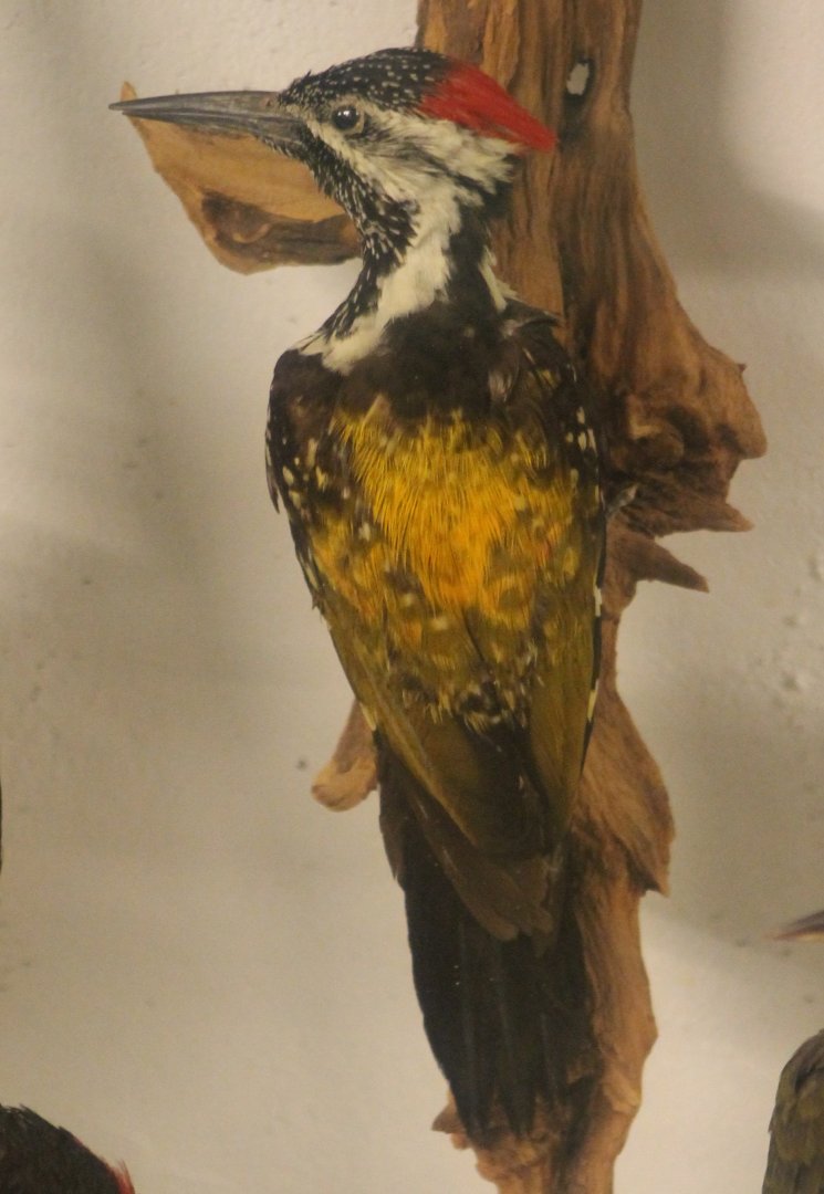 Bird Museum - Greater golden-backed woodpecker