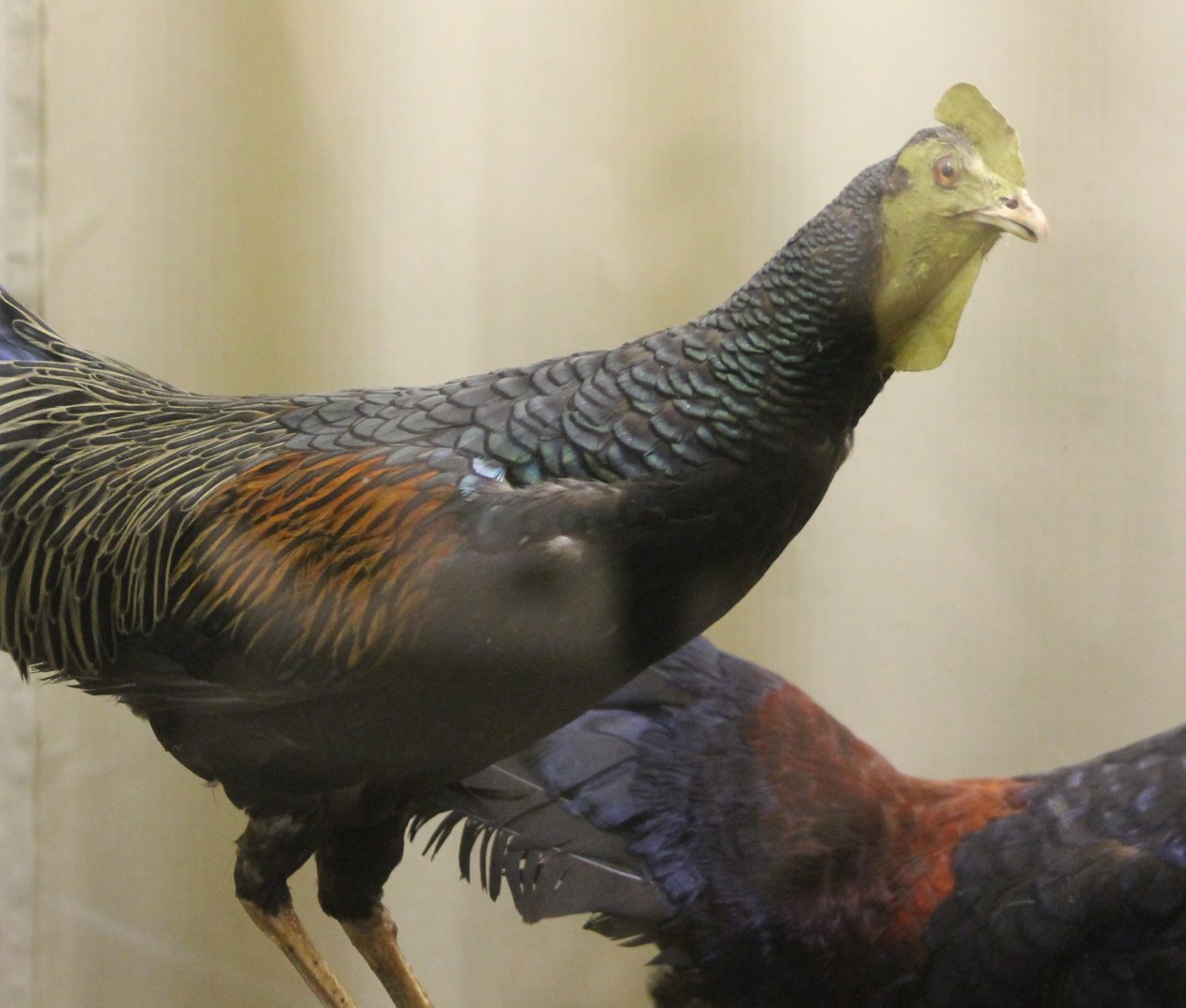 Bird Museum - Green junglefowl