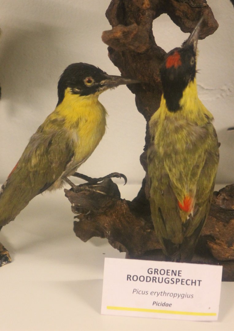 Bird Museum - Green red-backed woodpecker