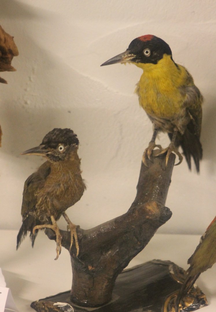 Bird Museum - Green red-backed woodpeckers