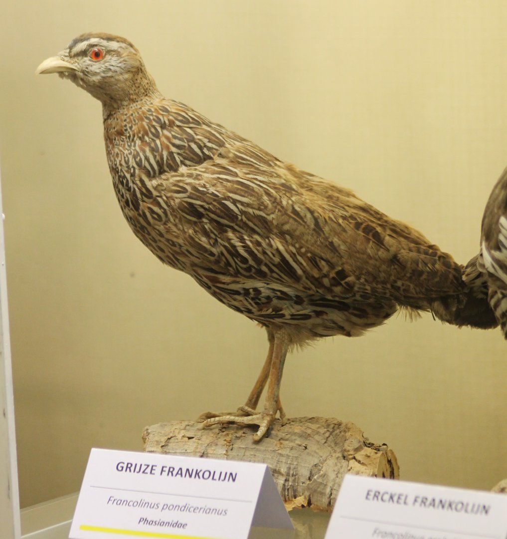 Bird-museum - Grey francolin
