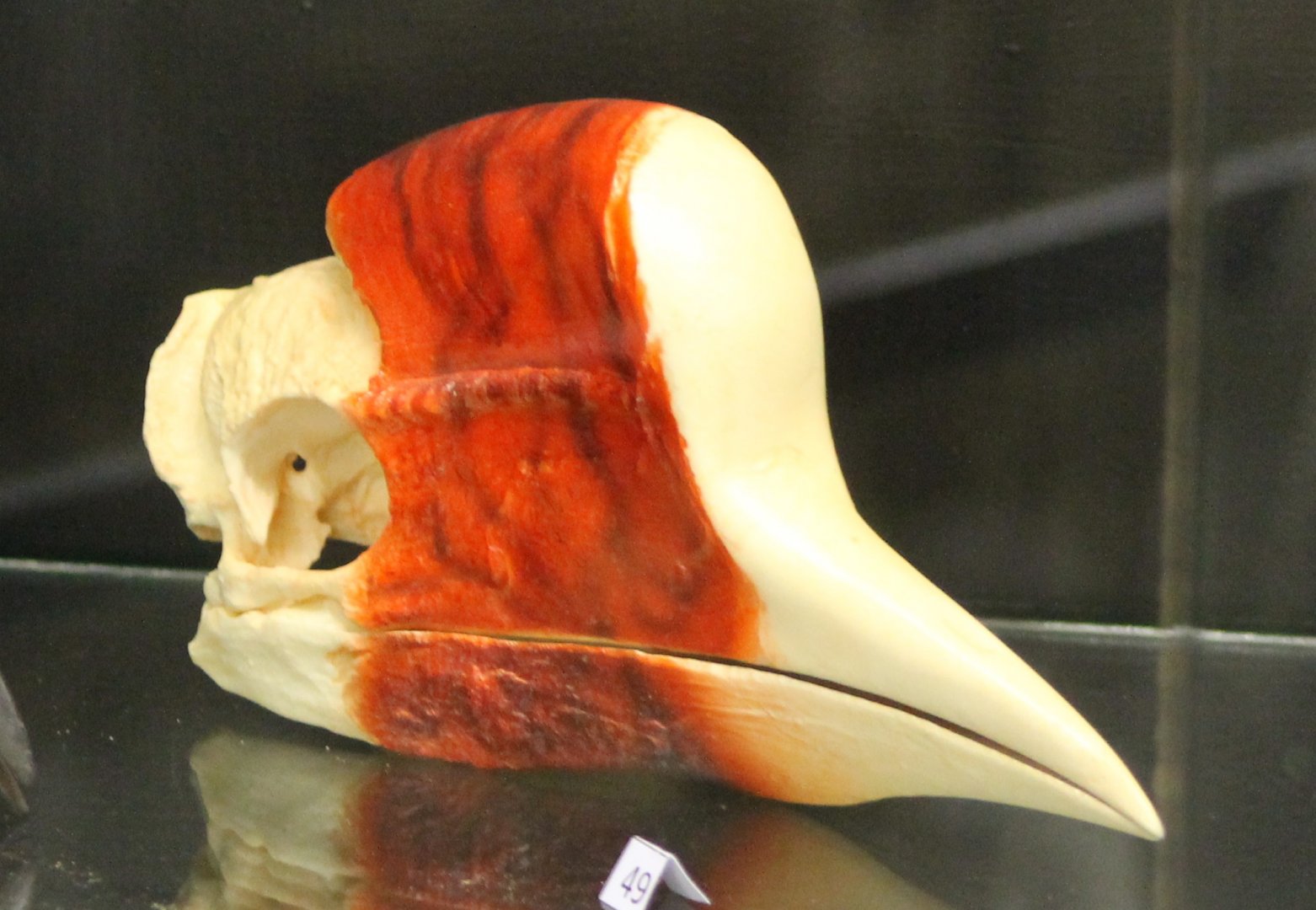 Bird-museum - Helmeted hornbill-skull