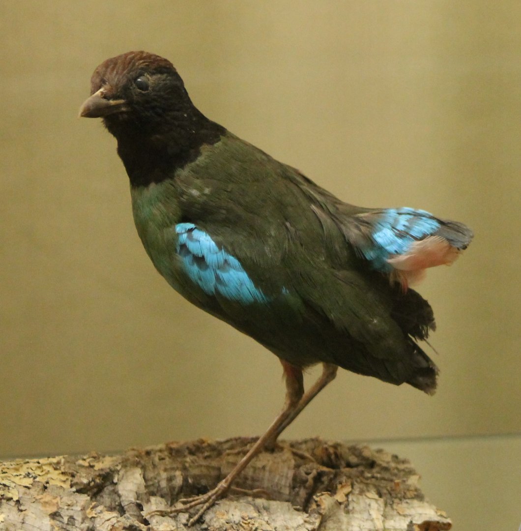 Bird-museum- Hooded pitta