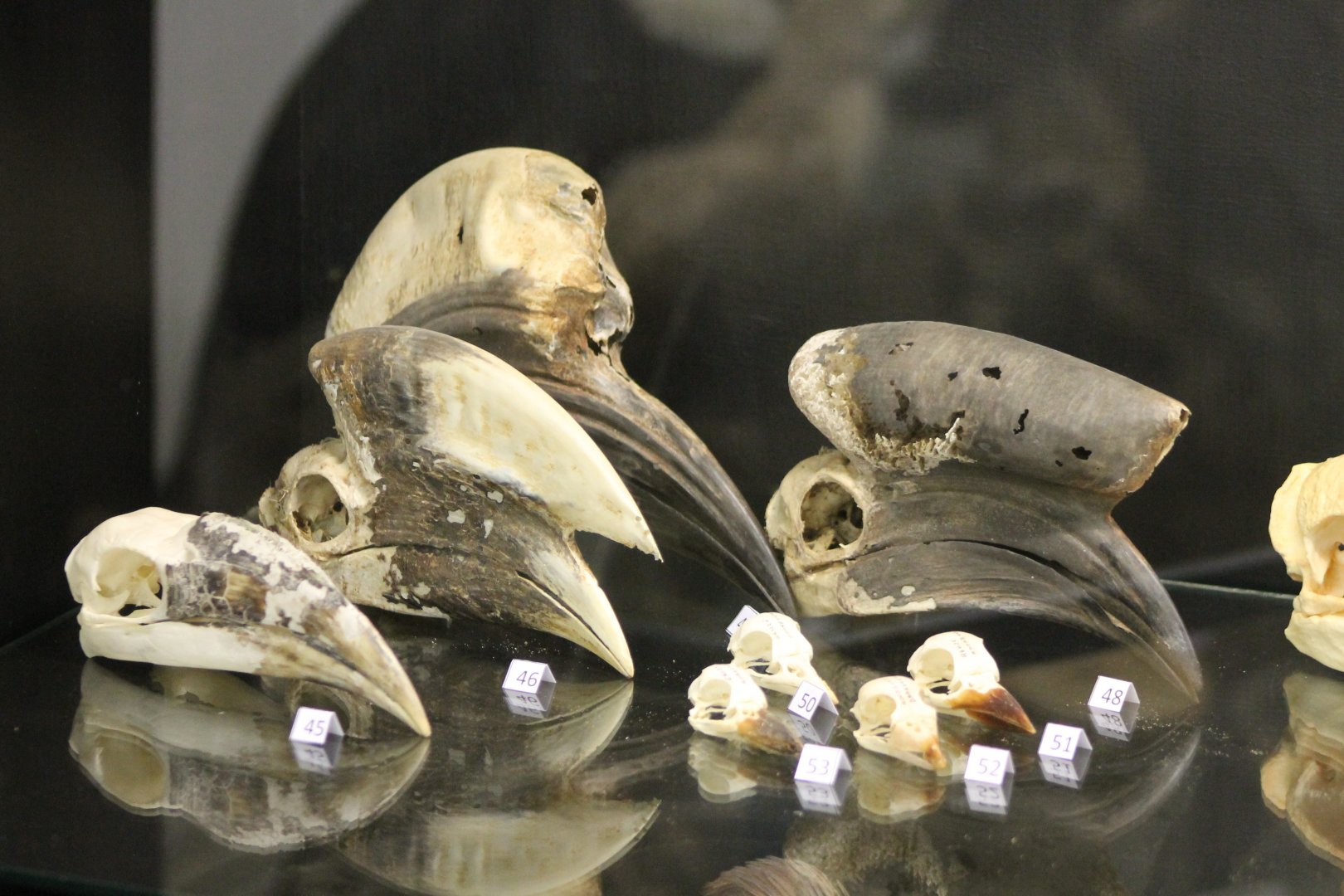 Bird-museum - Hornbill and other bird-skulls
