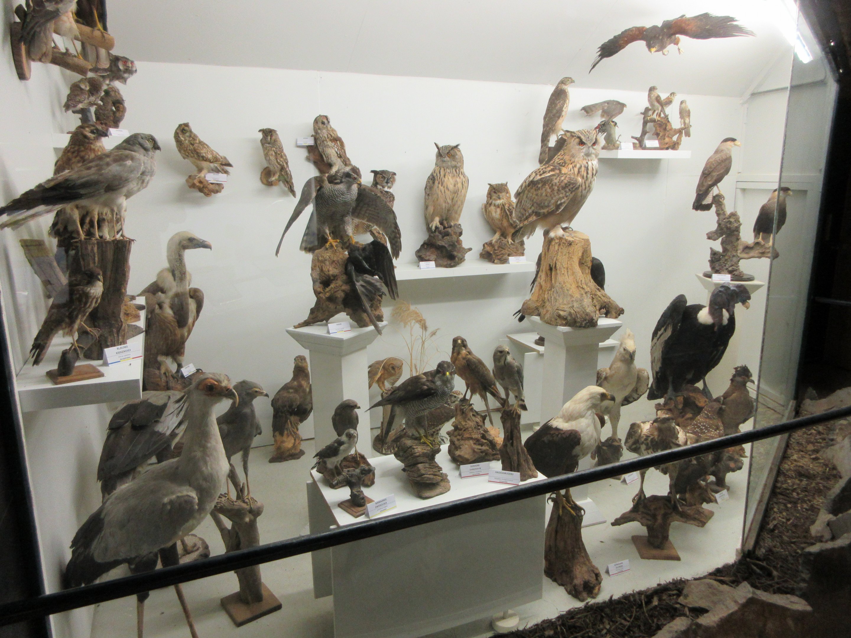 Bird Museum (hundreds of specimens)