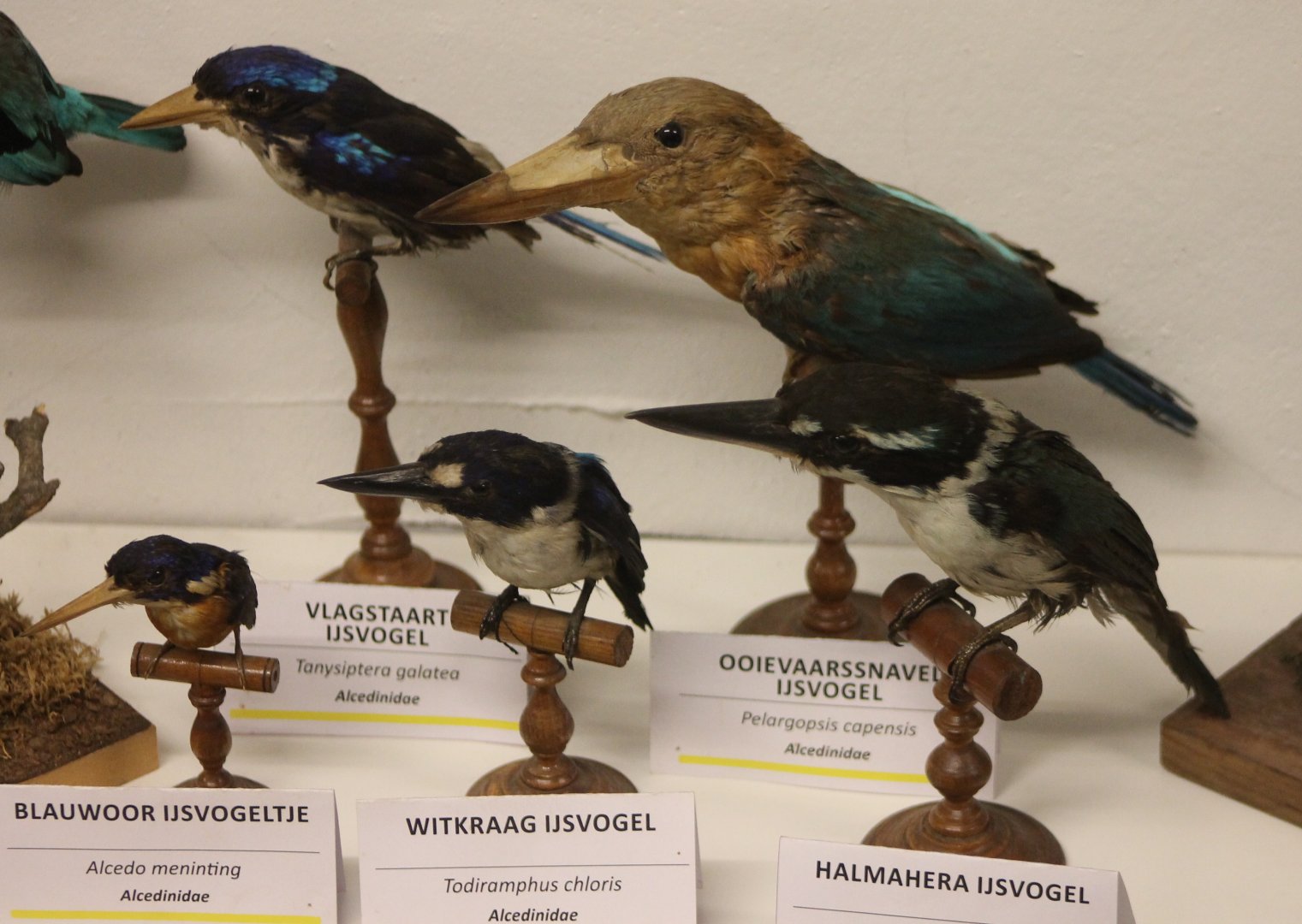 Bird Museum - Kingfishers