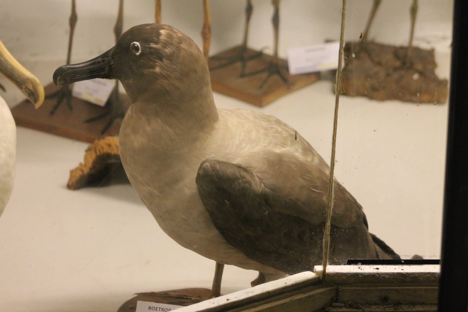 Bird Museum - Light-mantled albatross