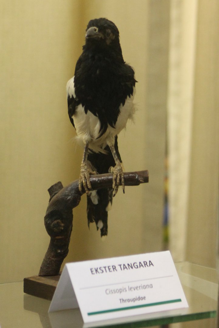 Bird Museum - Magpie tanager