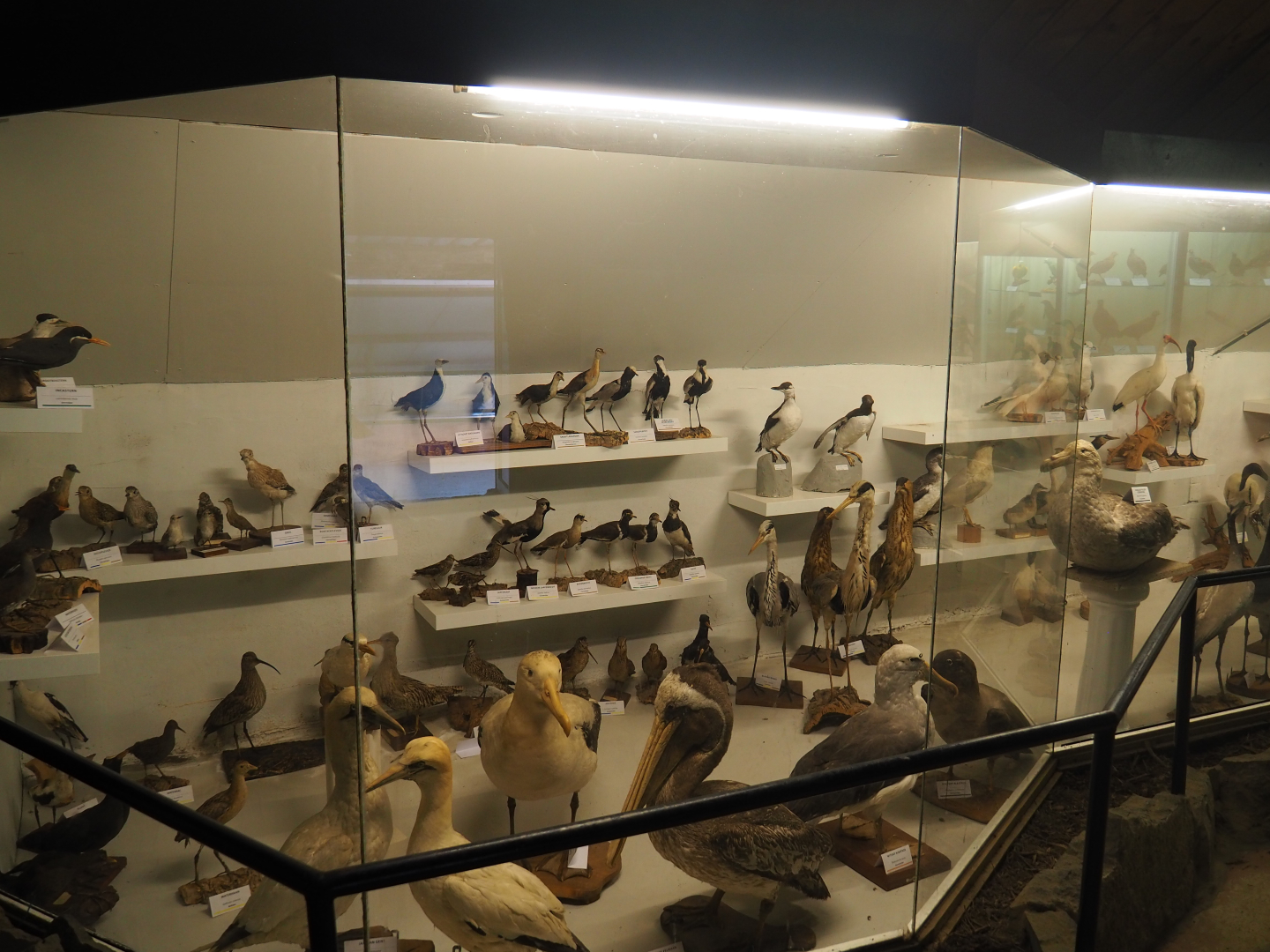Bird Museum - Marine and wader bird taxidermy specimens, 2019-06-01