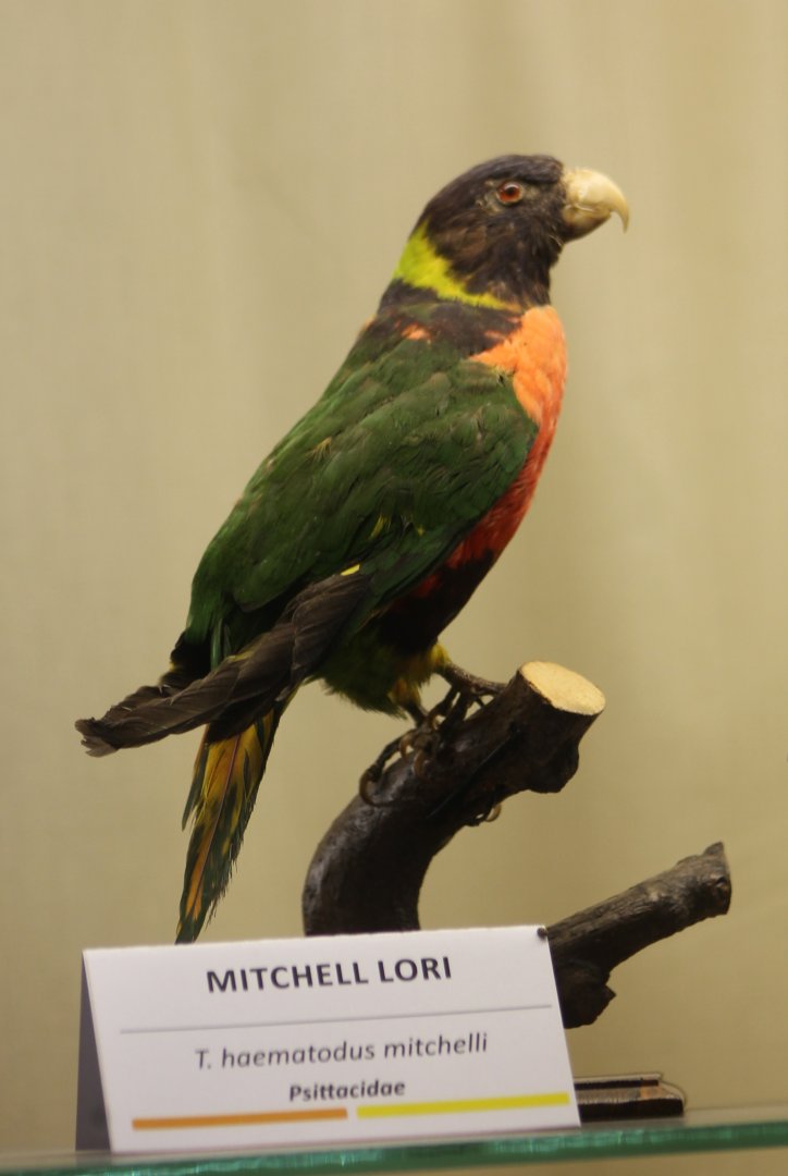 Bird museum - Mitchell lorikeet