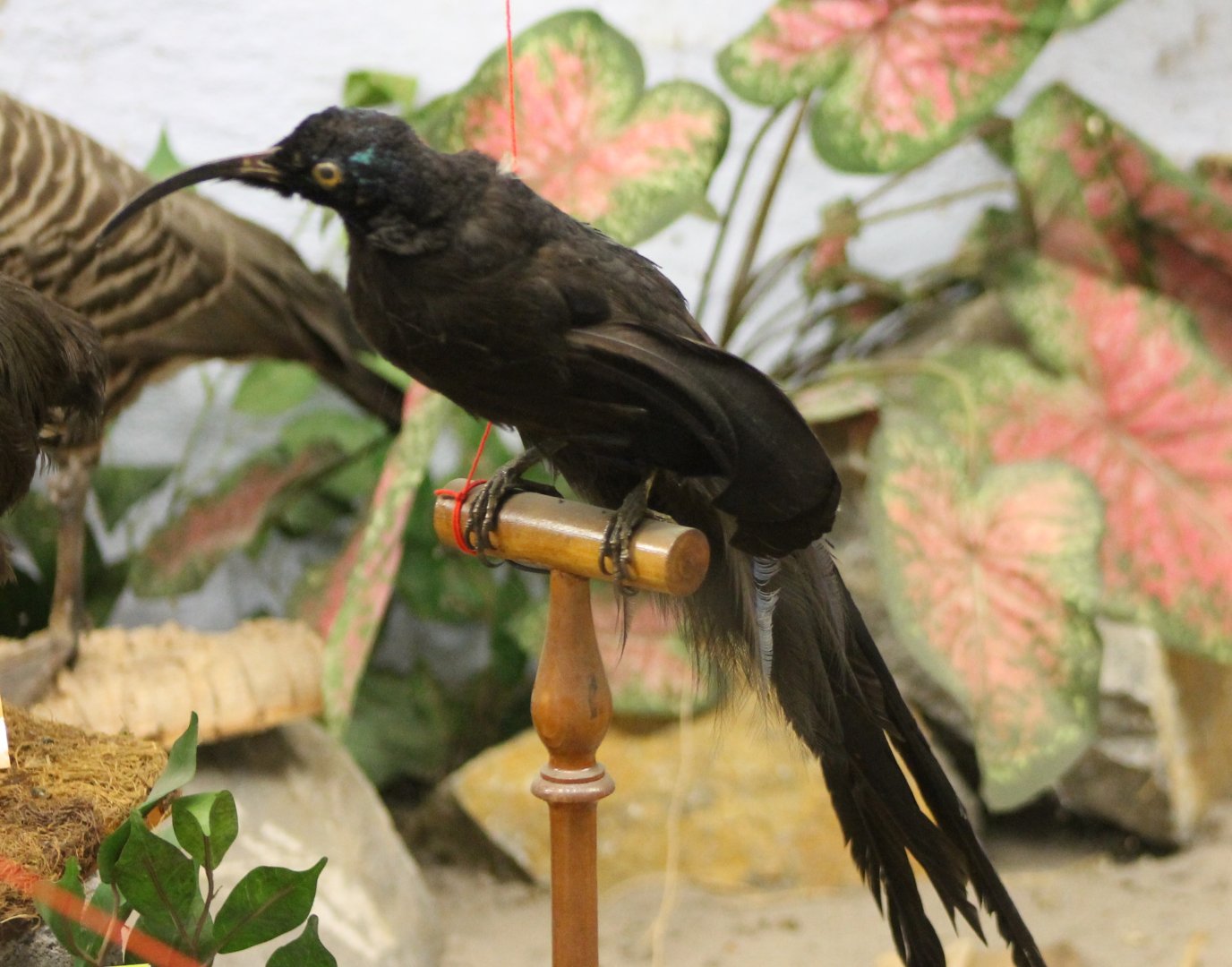 Bird-museum - Myers sickle-bill