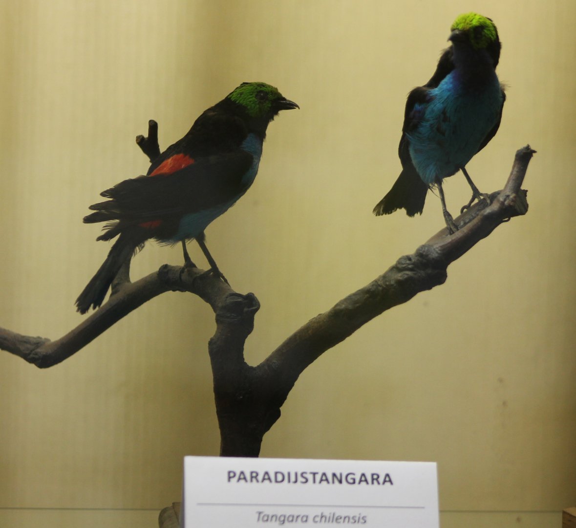 Bird-museum - Paradise Tanagers