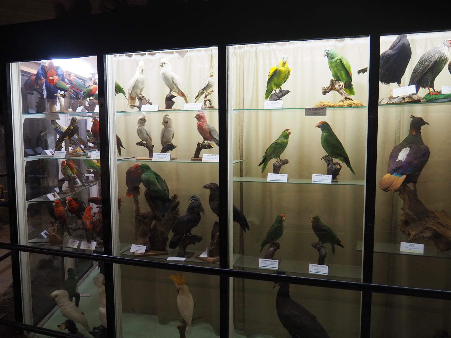 Bird Museum - Parrot taxidermy specimens, 2019-08-04