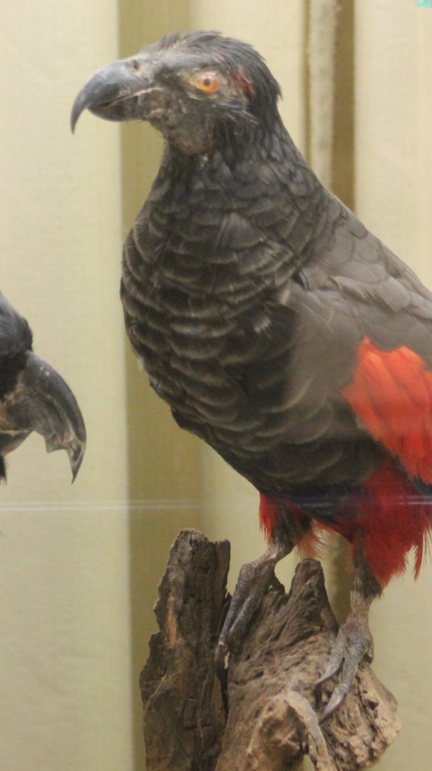 Bird Museum - Pesquets parrot