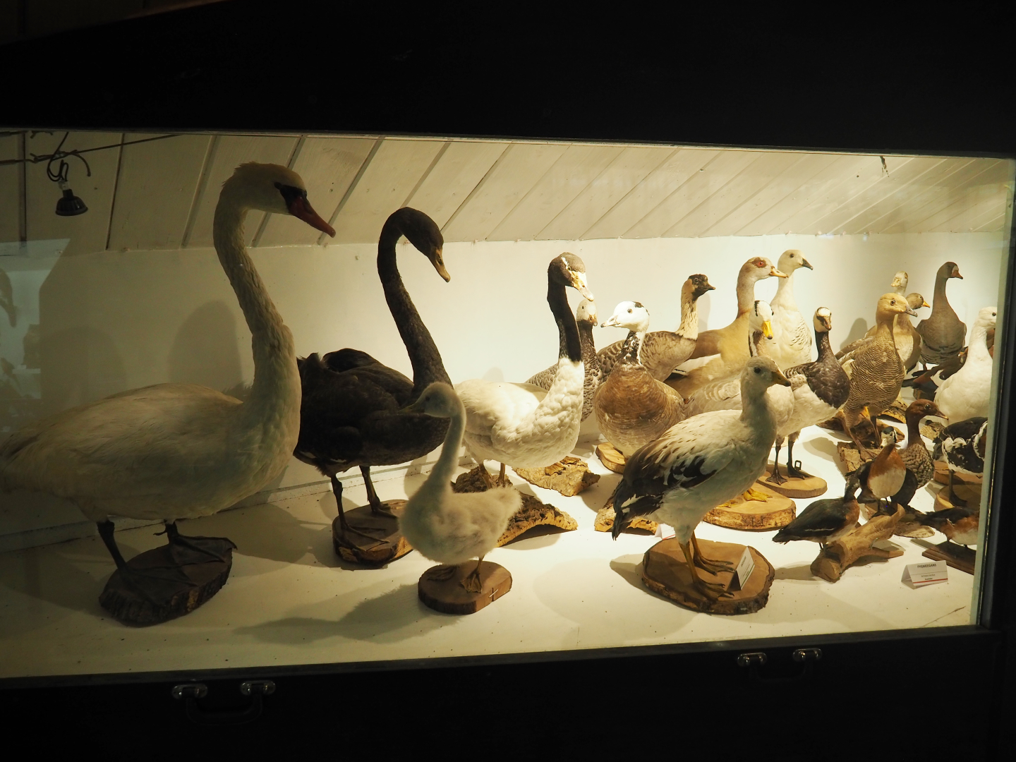 Bird Museum - Taxidermy specimens Anseriformes, 2019-08-04