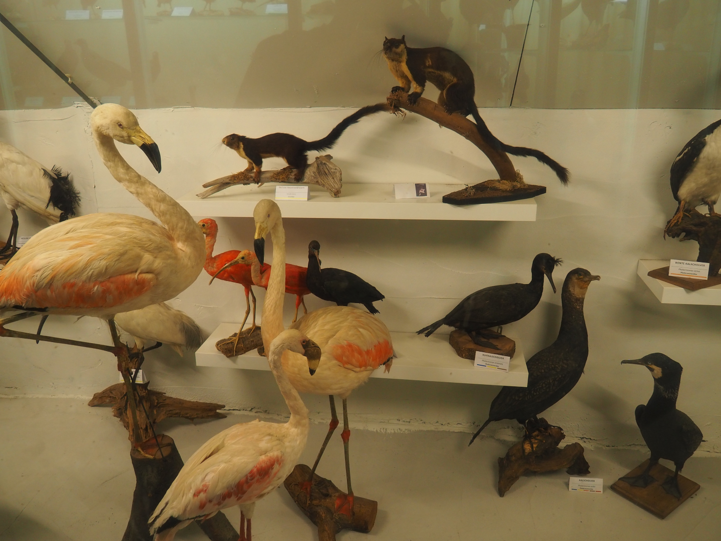 Bird Museum - Taxidermy specimens flamingos, ibis, cormorants and giant squirrels, 2019-08-04