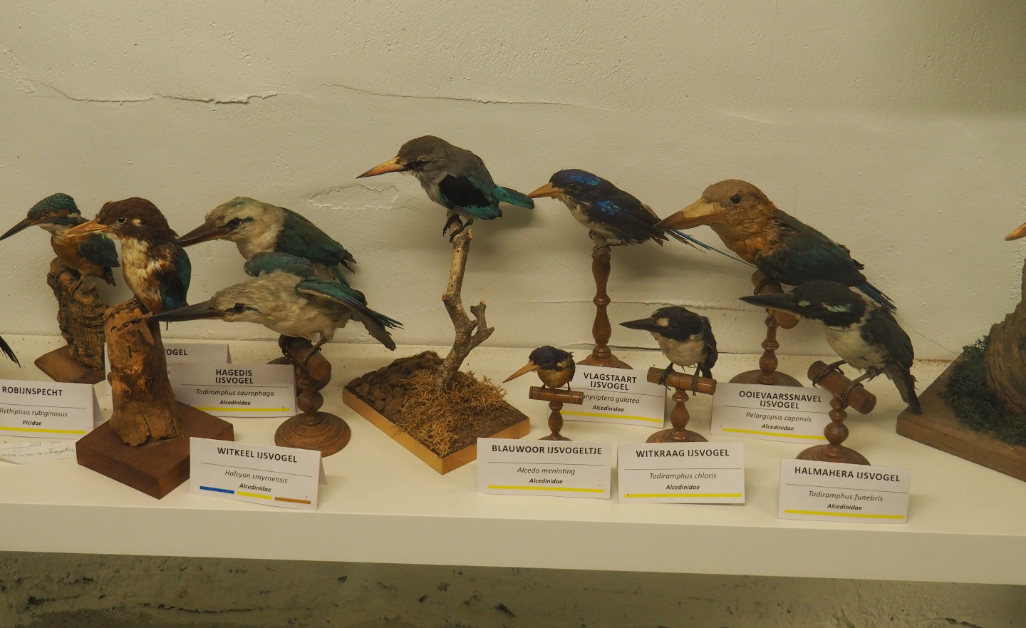 Bird Museum - Taxidermy specimens kingfishers, 2019-08-04