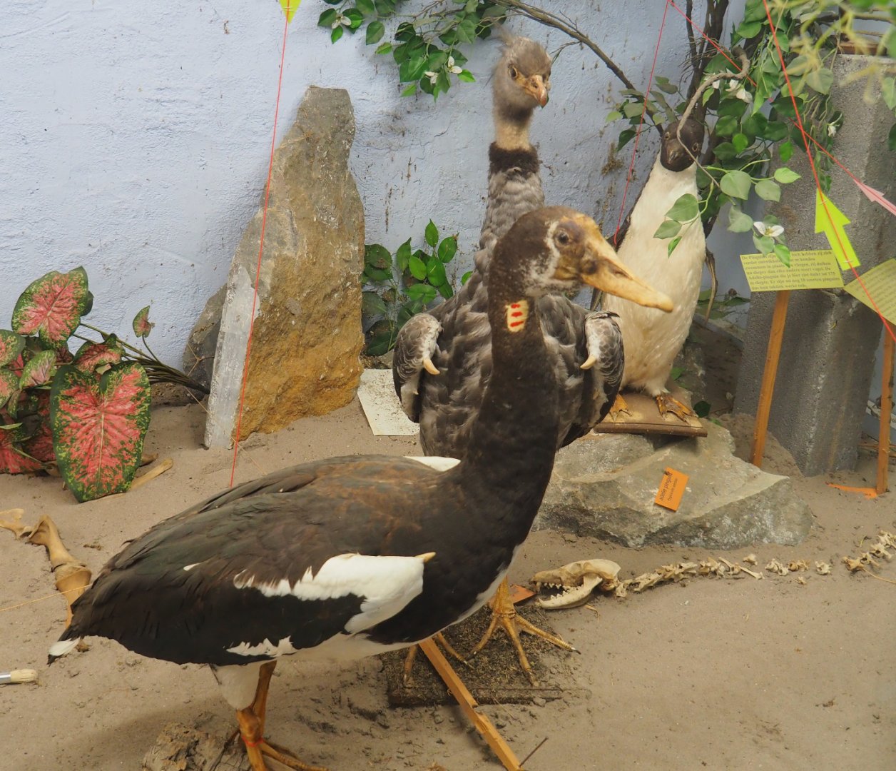 Bird Museum - Taxidermy specimens large birds, 2019-08-04