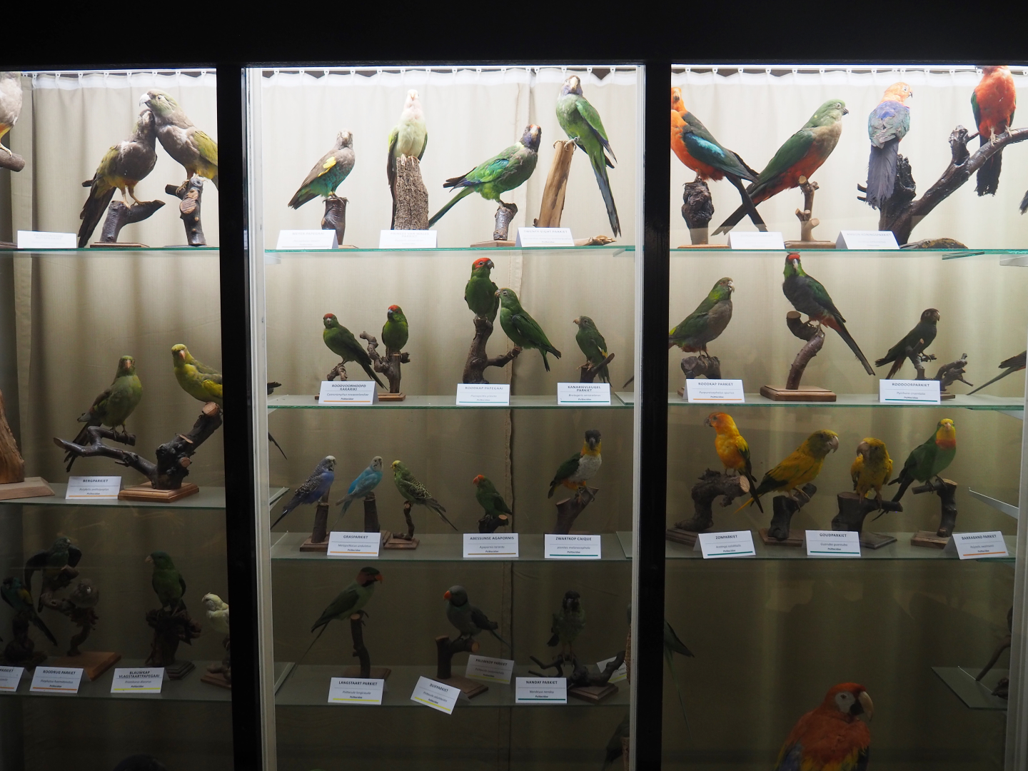 Bird Museum - Taxidermy specimens parrots, 2019-08-04