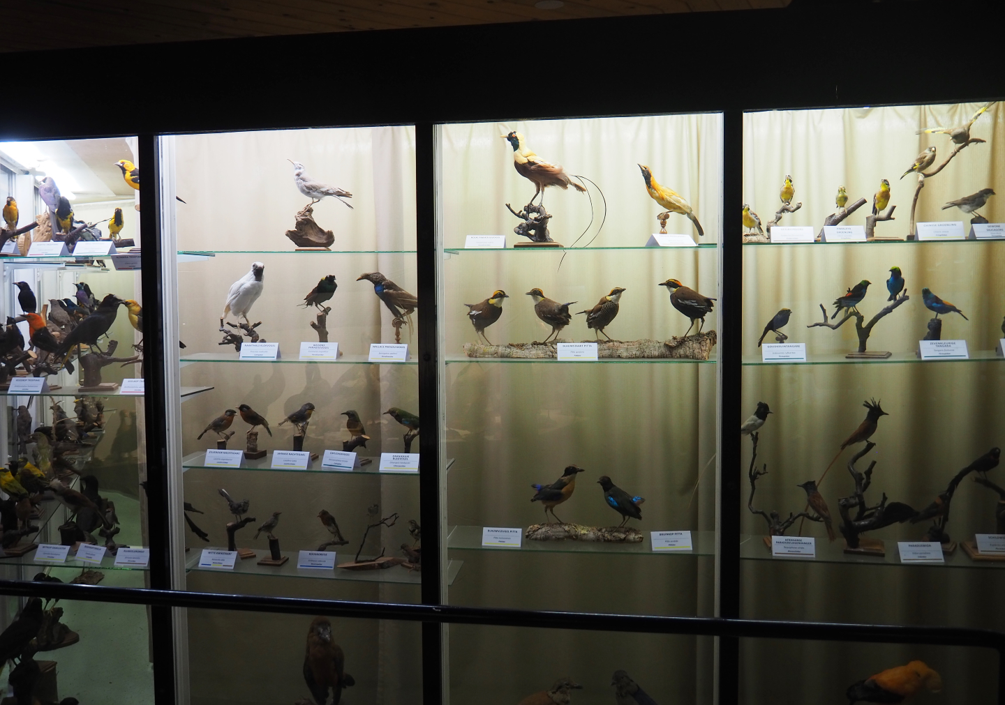 Bird Museum - Taxidermy specimens Passeriformes, 2019-08-04
