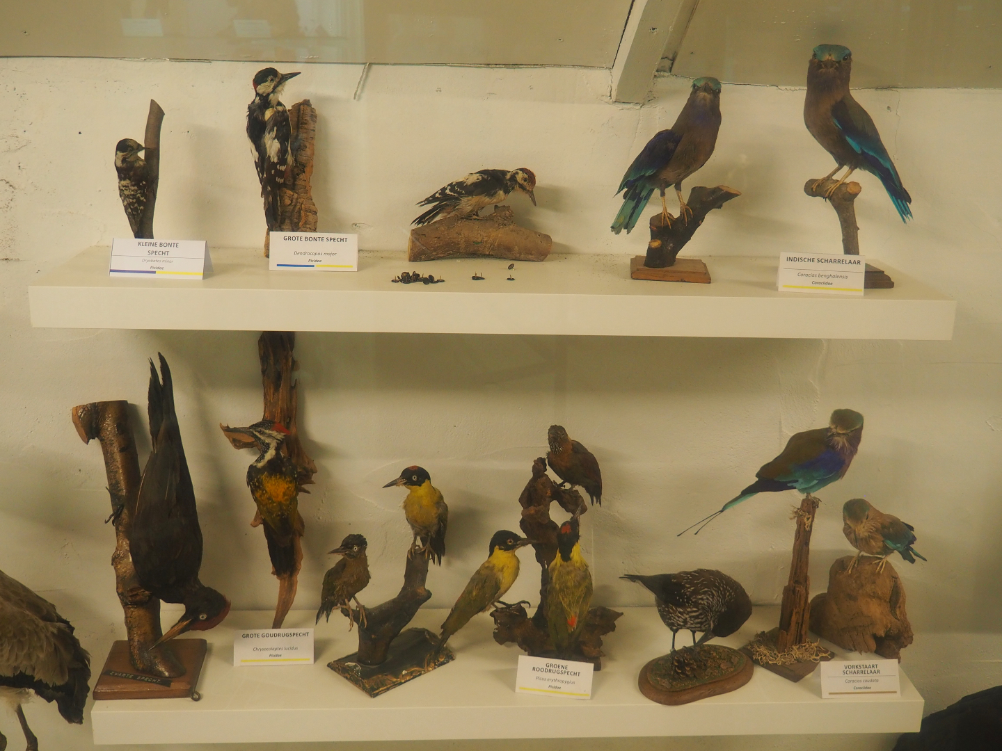 Bird Museum - Taxidermy specimens woodpeckers and rollers, 2019-08-04