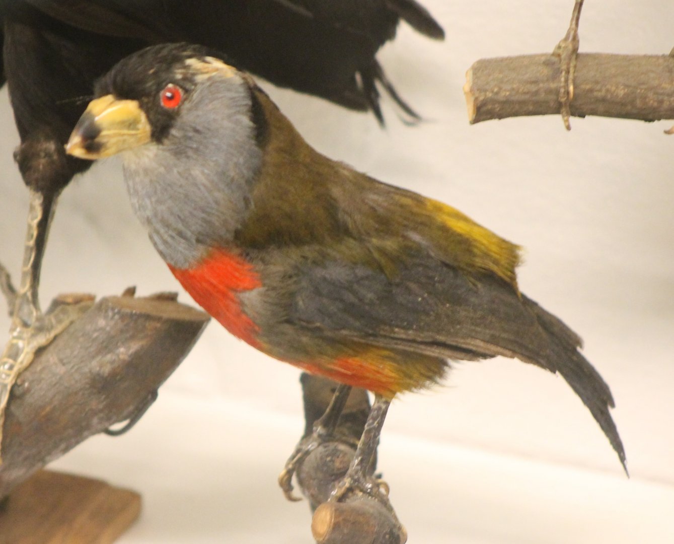 Bird Museum - Toucan barbet
