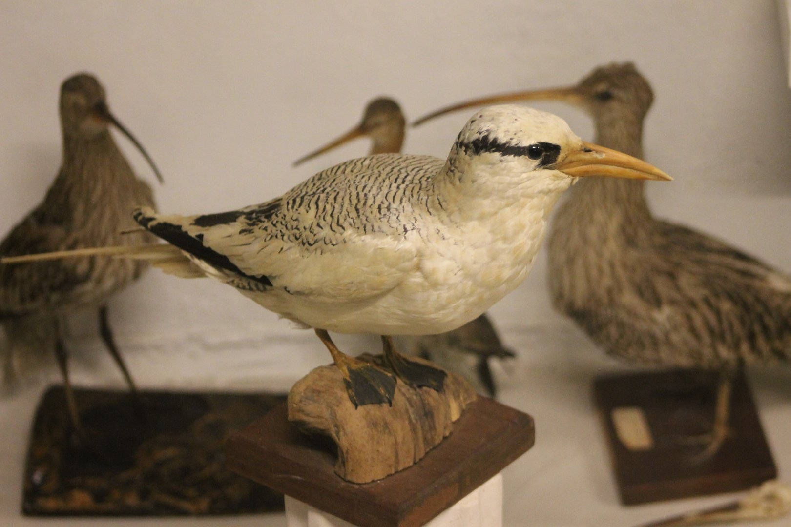 Bird Museum - Tropicbird